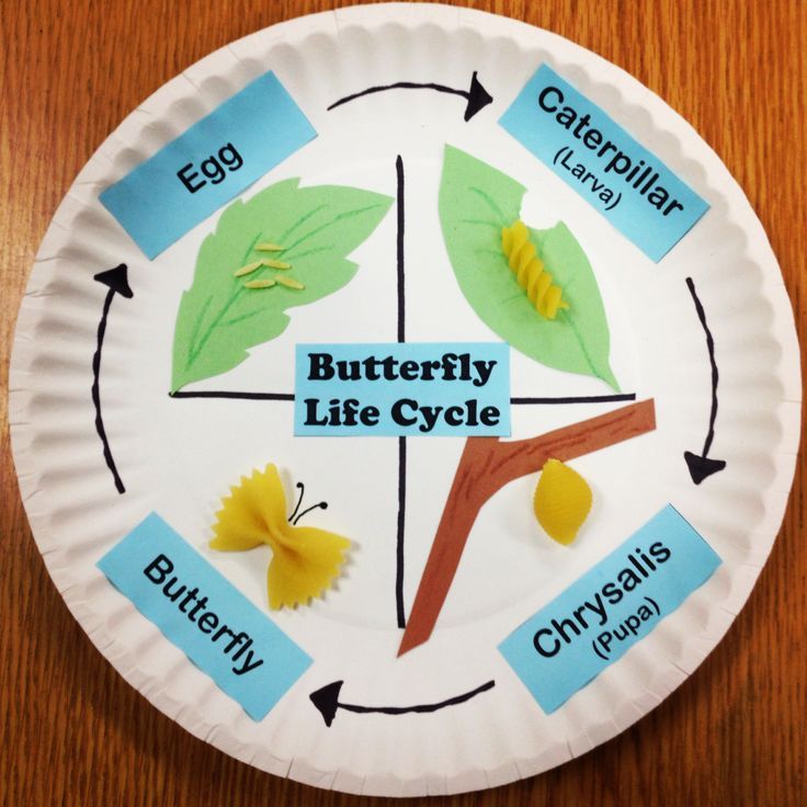 cykl życia motyla 